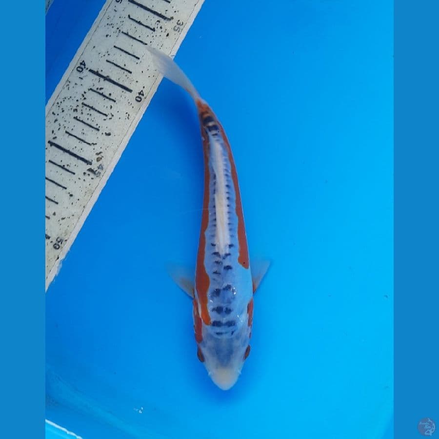 Shusui 20cm