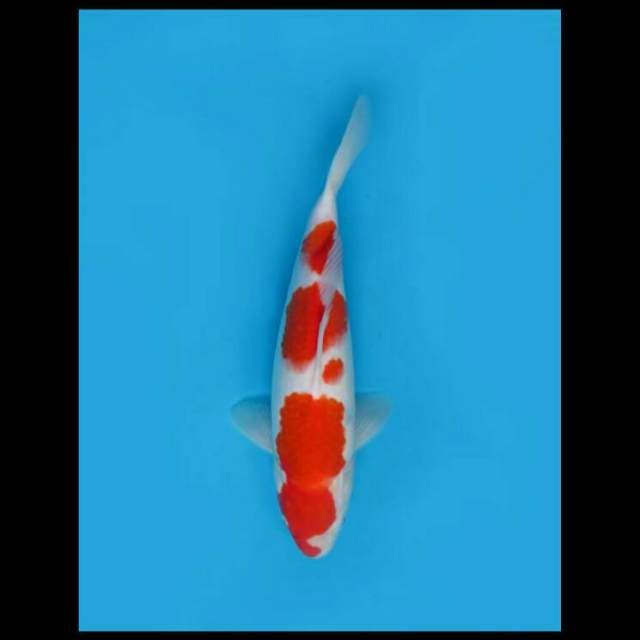 32cm Female Tosai - Ori Kohaku Good Patern