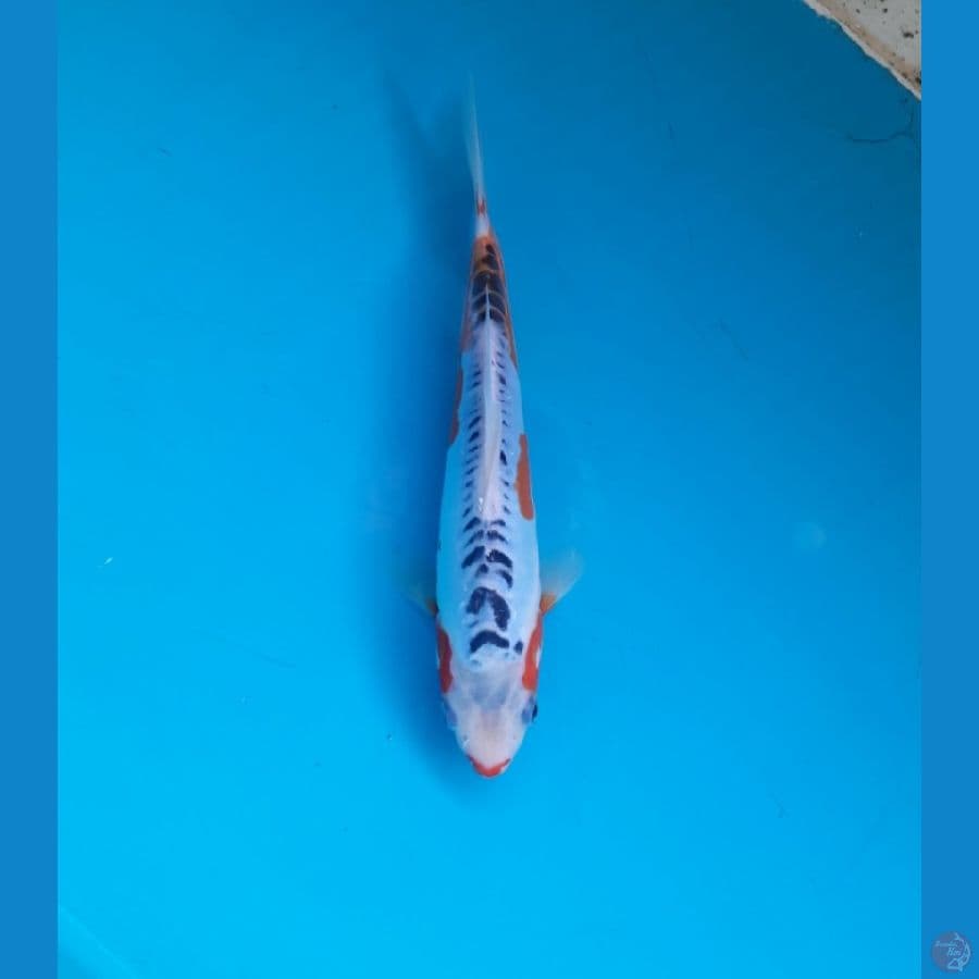 Shusui 21cm 