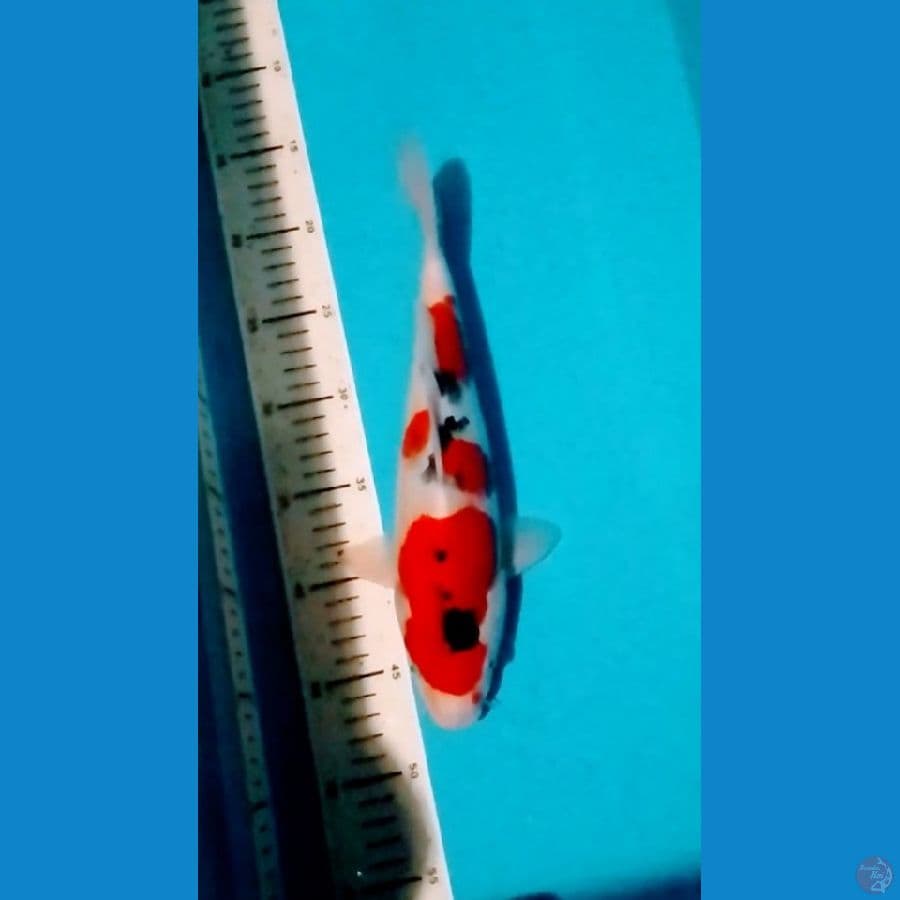 HQ Sanke 30cm (F)