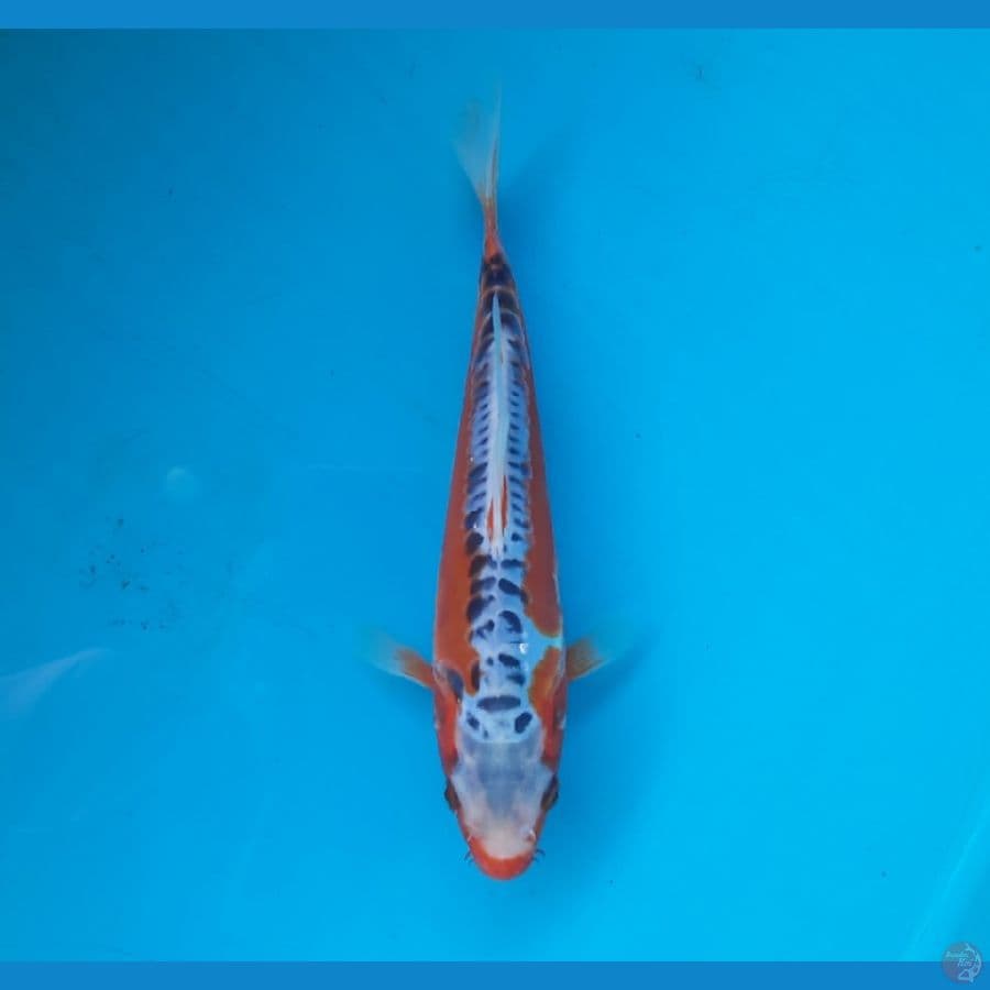 Shusui 20cm