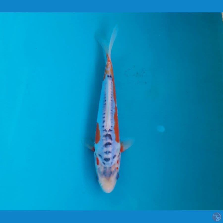 Shusui 23cm