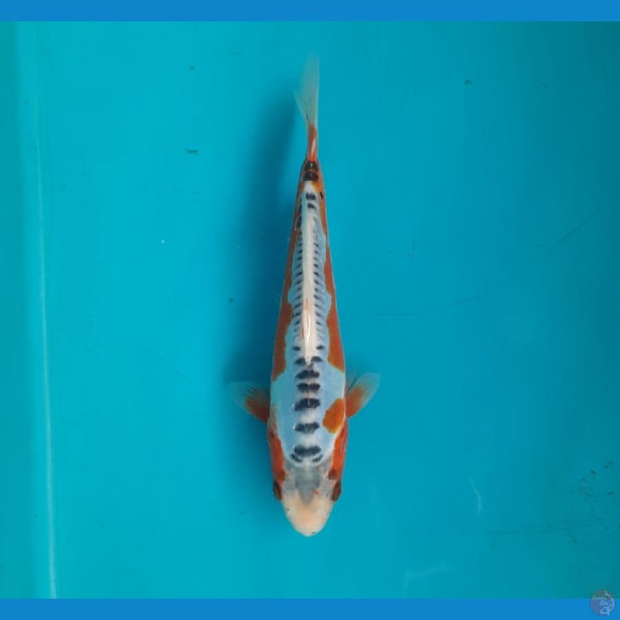 Shusui 19cm