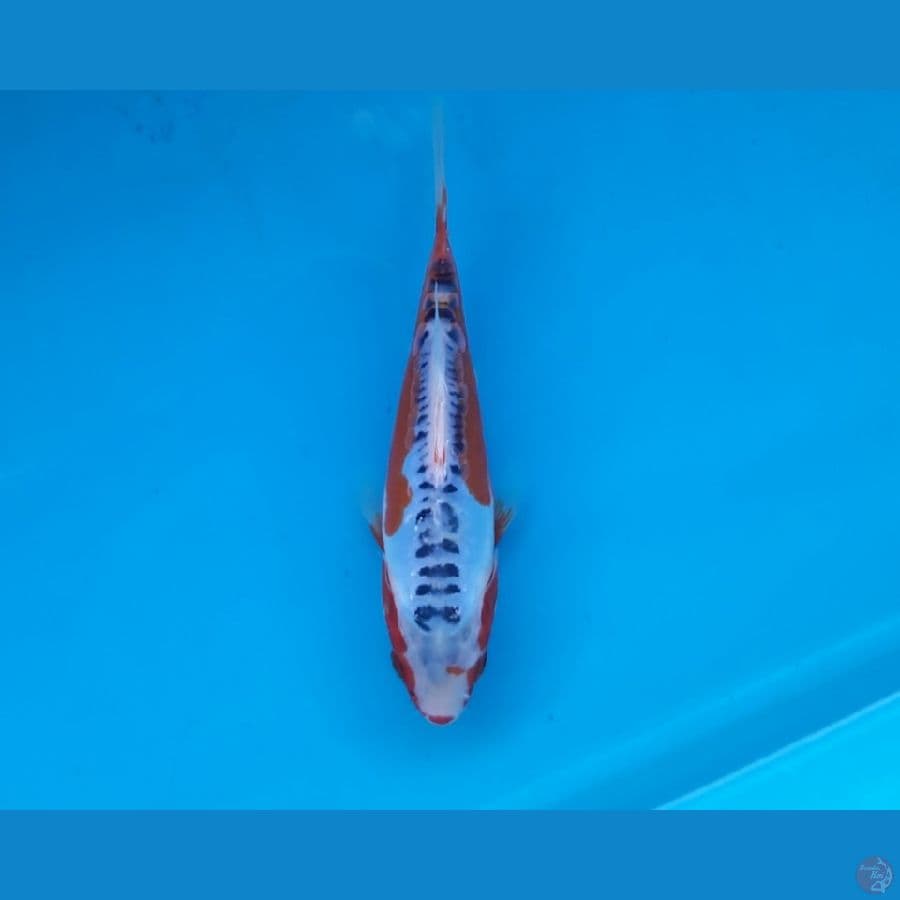 Shusui 18cm short Body