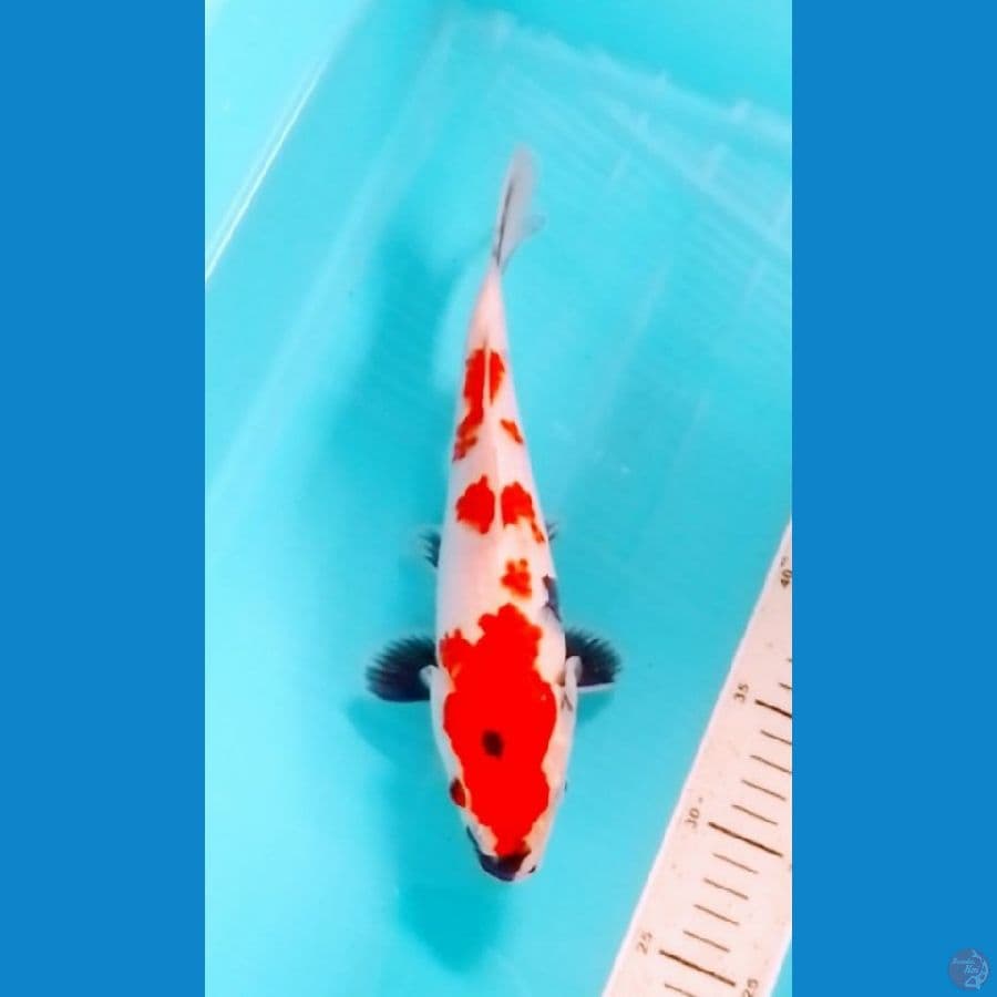 Showa Tategoi 26cm