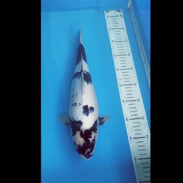 Shiro Bloodline Okawa