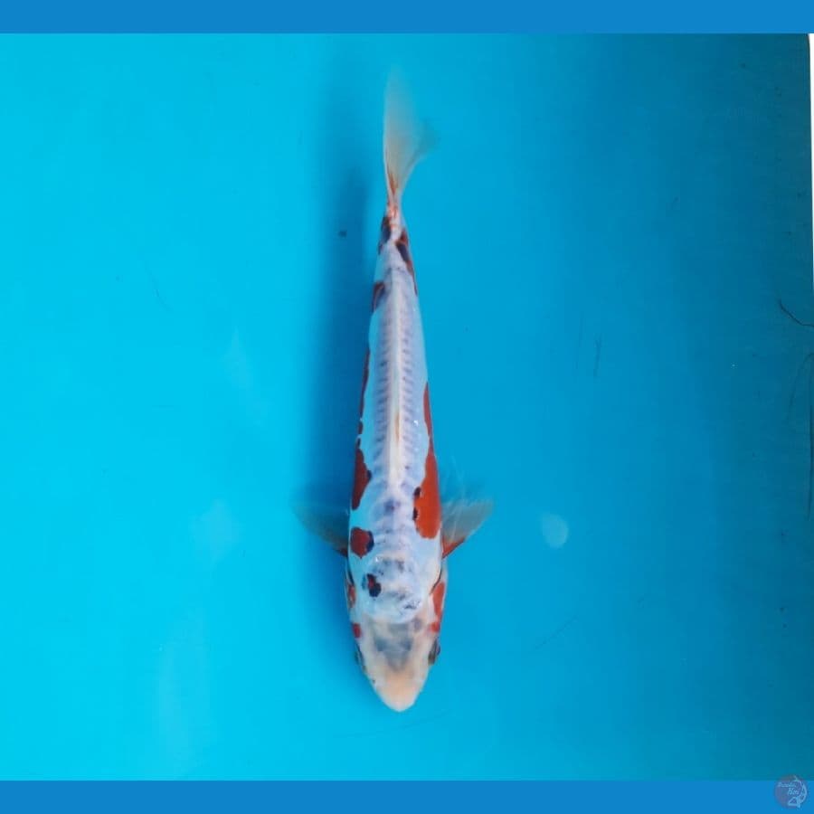 Shusui 23cm