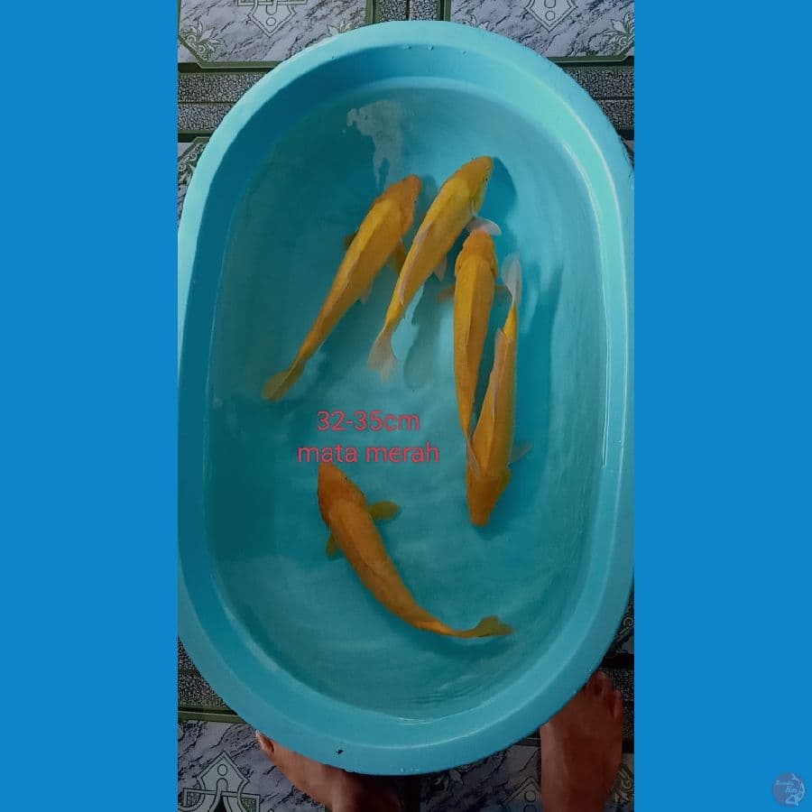 paket karasi mata merah