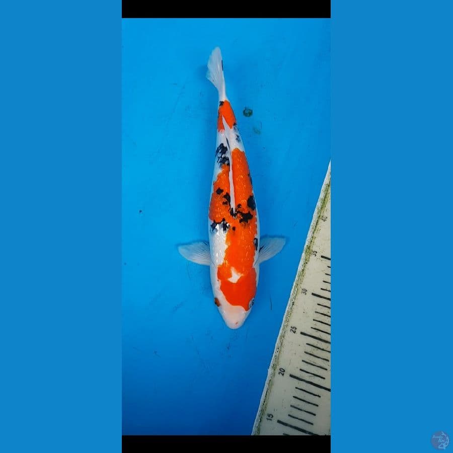 sanke ginrin... 35cm/F