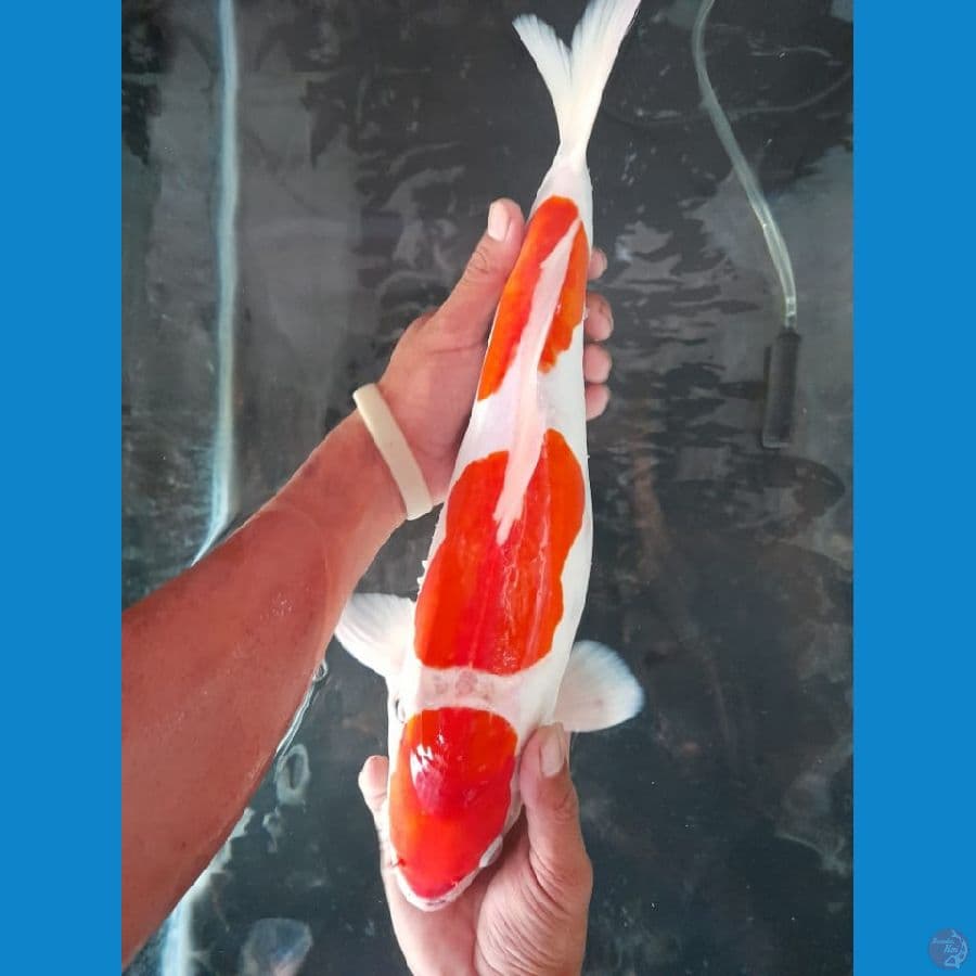 MKC KOI GRUB