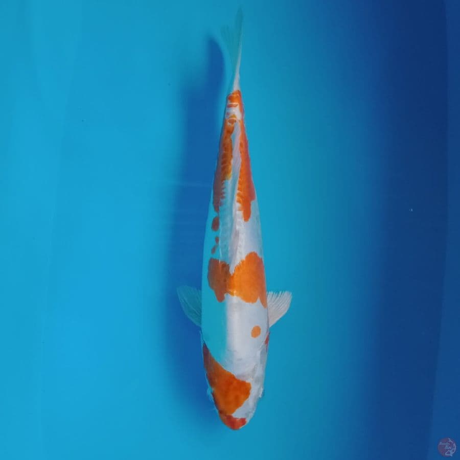 kikushui doitsu