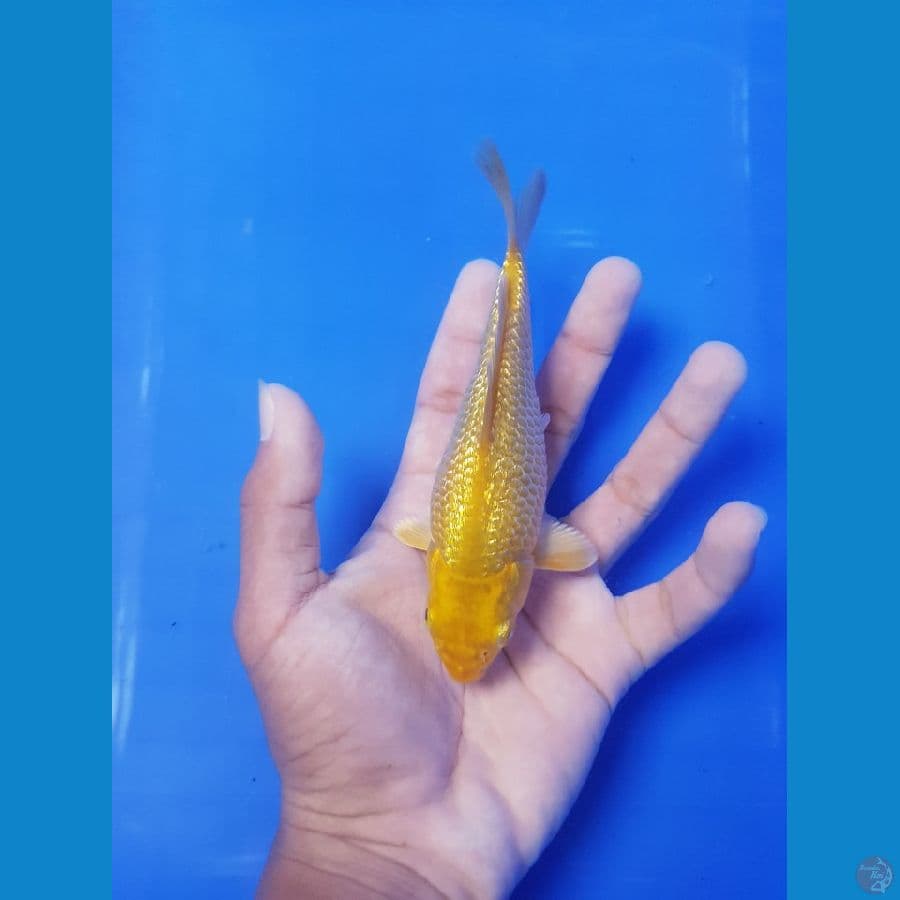 Midori SQ 15cm gindrinn full 