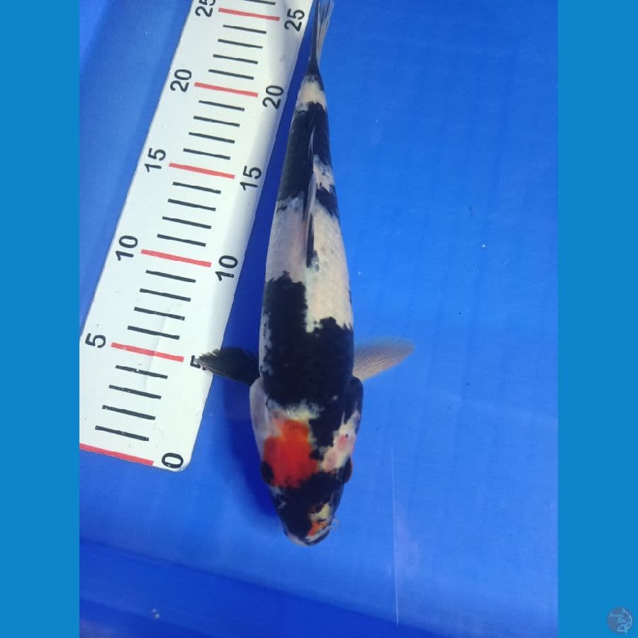 Showa 28cm / Male