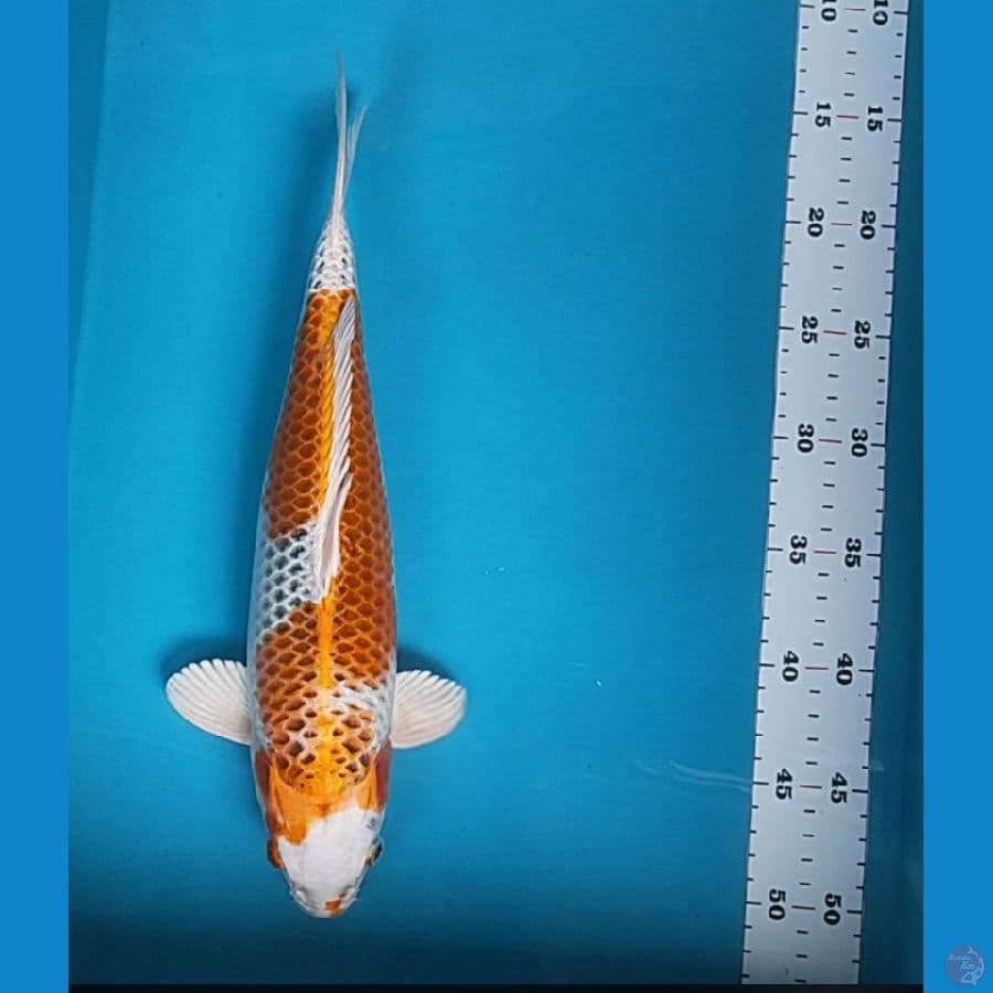 kujaku 35cm fm