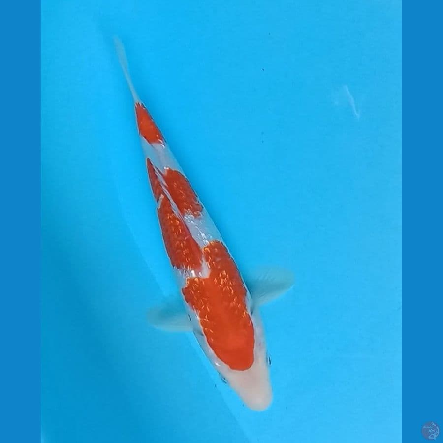 kohaku ginrin