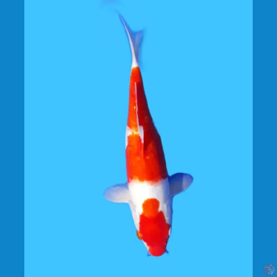 kohaku Betina