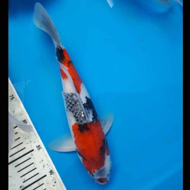 Showa kid koi prospek jumbo