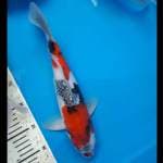 Showa kid koi prospek jumbo