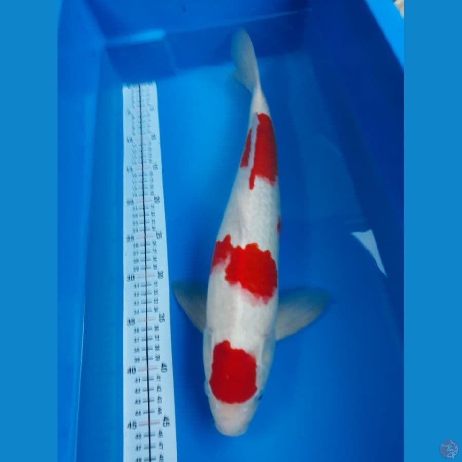 kohaku m 47