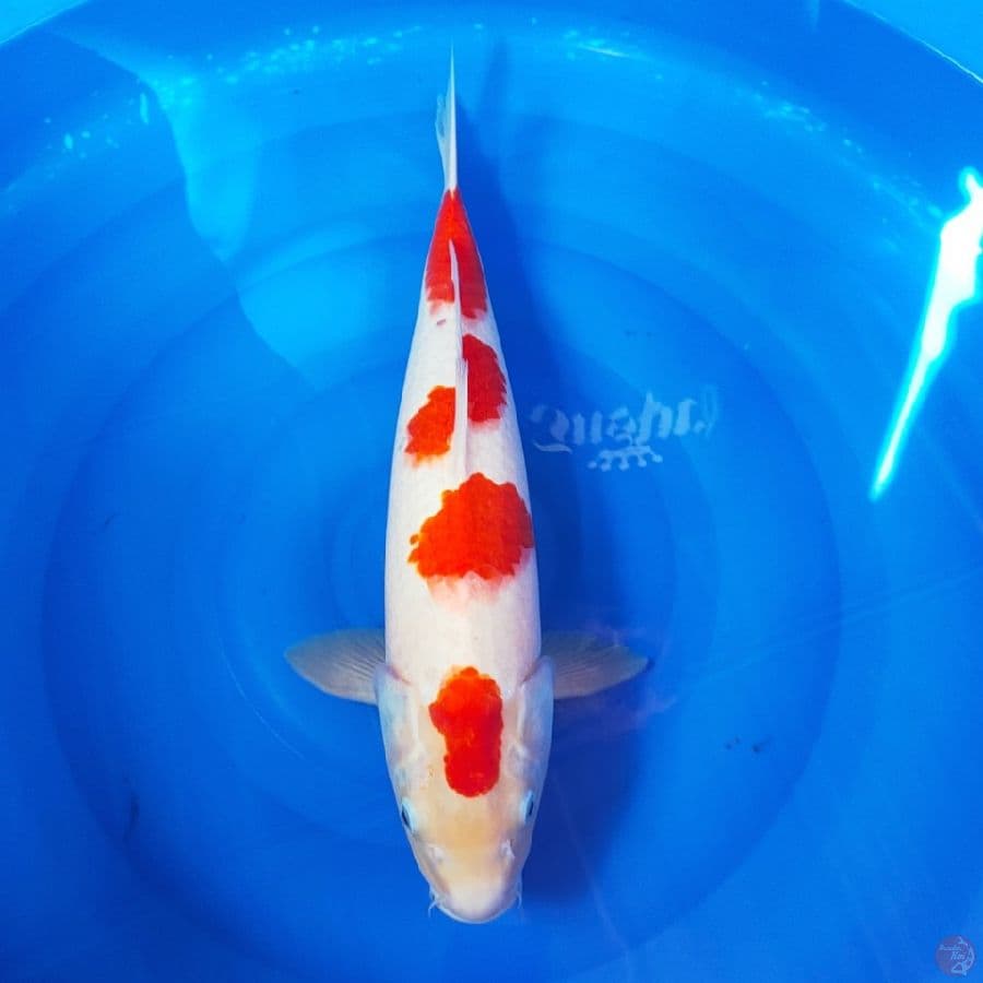 48cm KOHAKU JUMBO