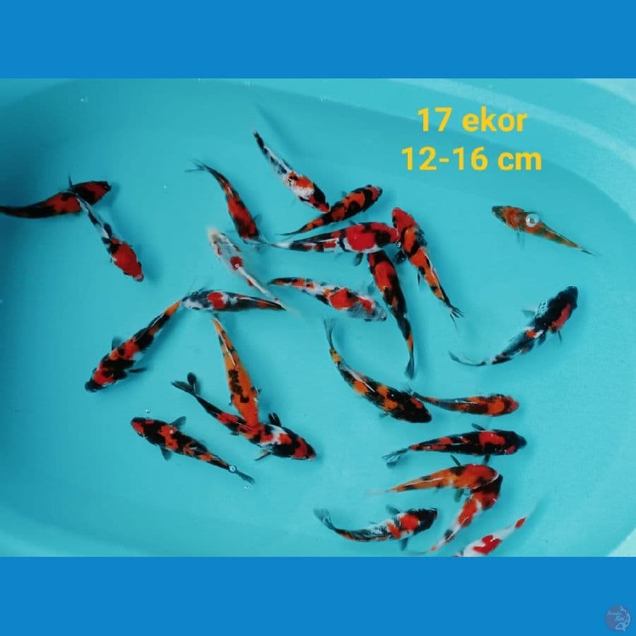 mix 12-16 cm 17 ekor
