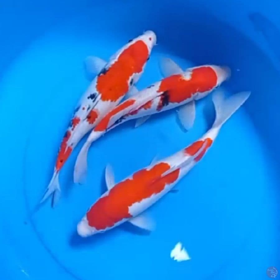 PAKET SQ KOHAKU SANKE 28-30cm
