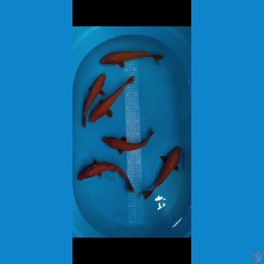 BENIGOI 22-25cm 6ekor
