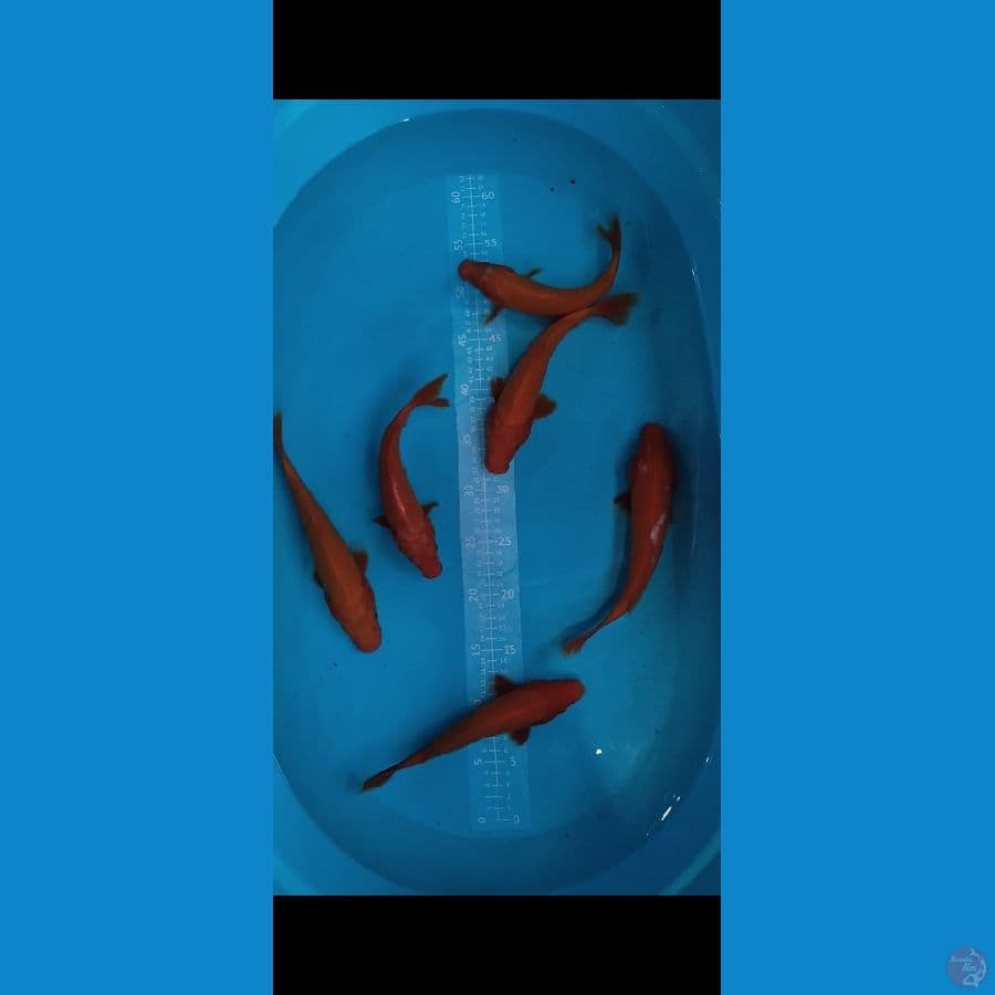 BENIGOI 22-25cm 6ekor