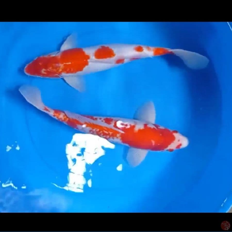 KOHAKU 38cm