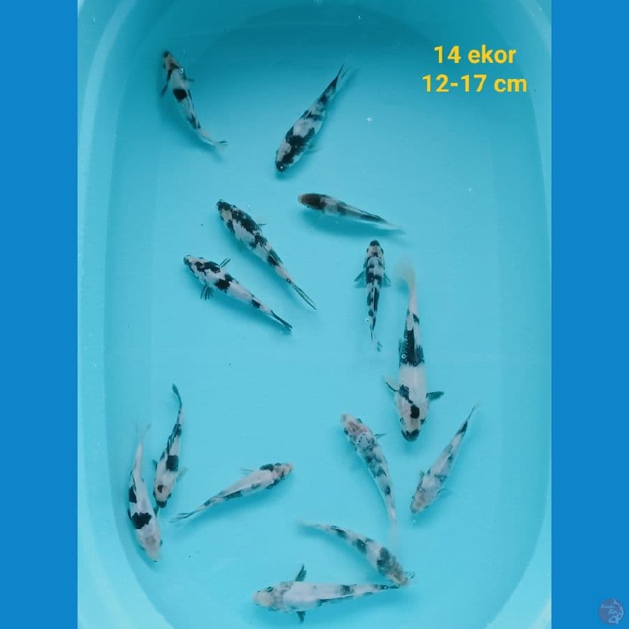 minion sisik n doit 14 ekor 12-17 cm