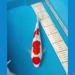 Kohaku 3 Step Maruten Original 40bu