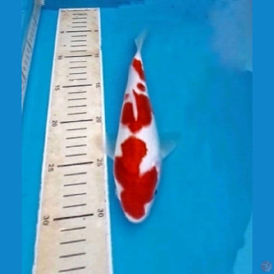 Kohaku Red Strong Siap Show 30bu