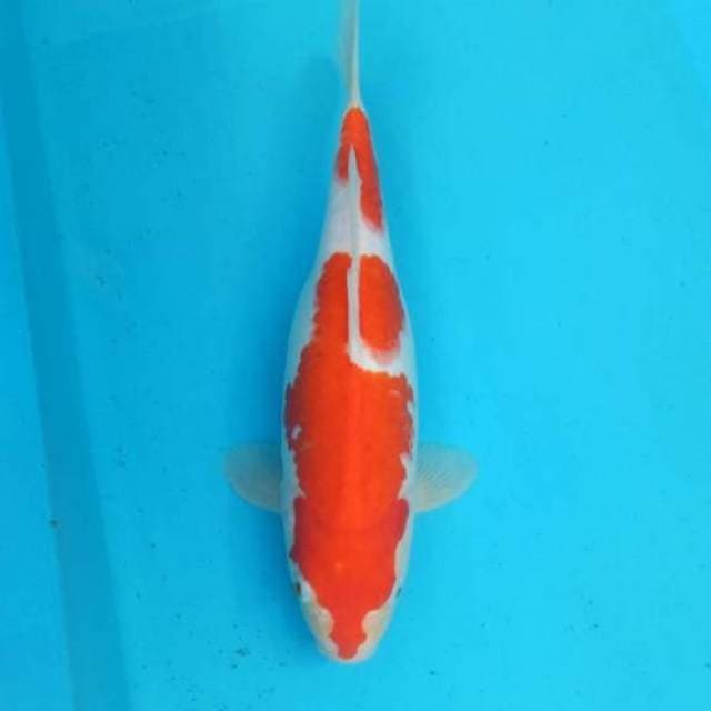 Kohaku F1 