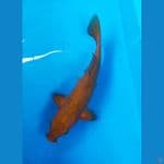 CAGOI TEMBAGA 25CM