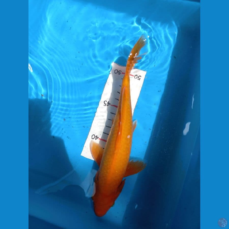 benigoi 23 cm
