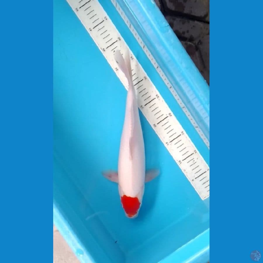 Tancho Kohaku Original 36cm (F)