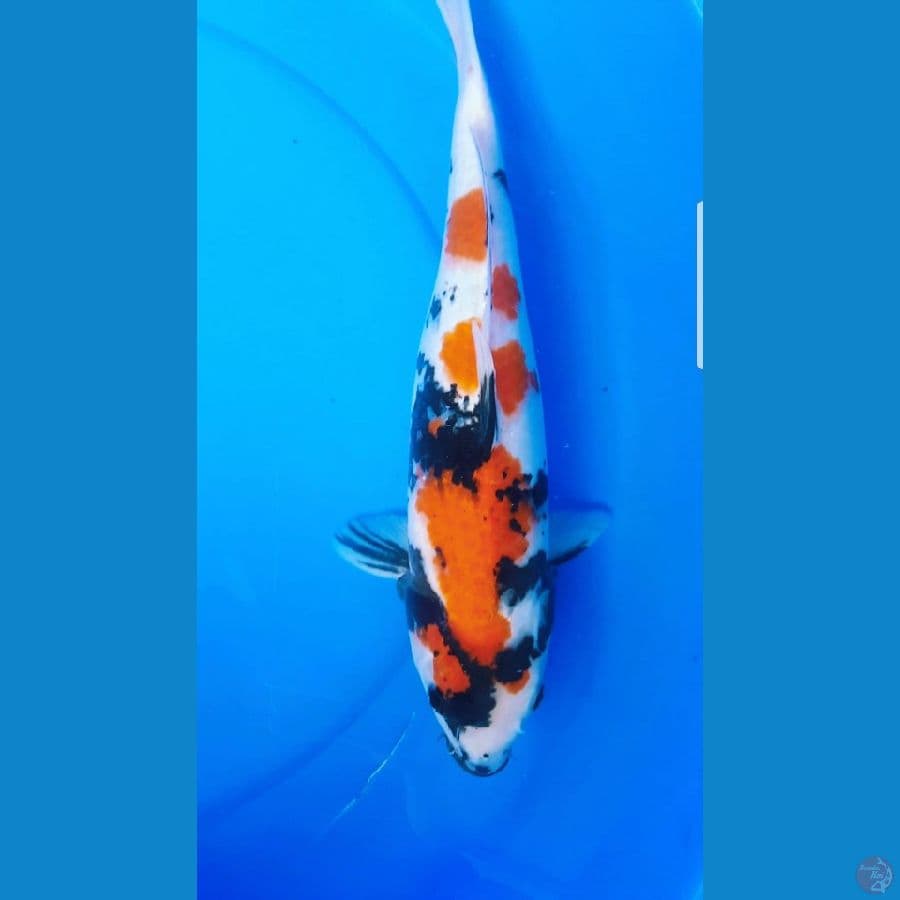 showa petir 40cm