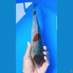 SQ ochiba ginrin 33cm