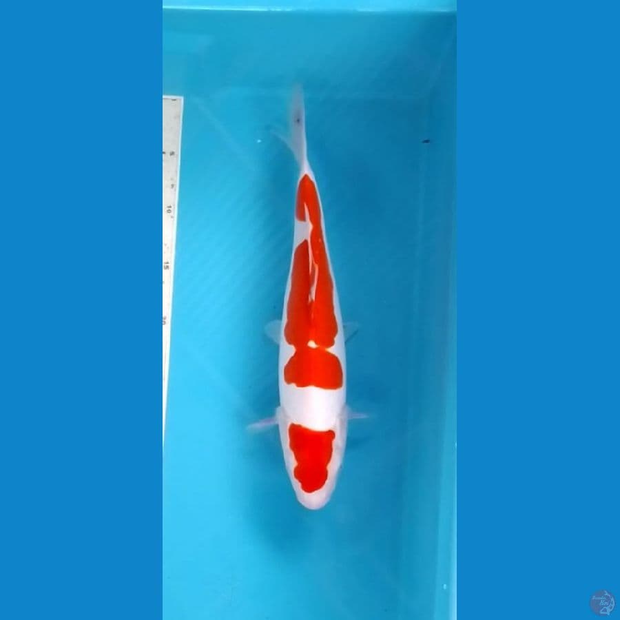 Maruten Kohaku Doitsu Original 35cm (F)