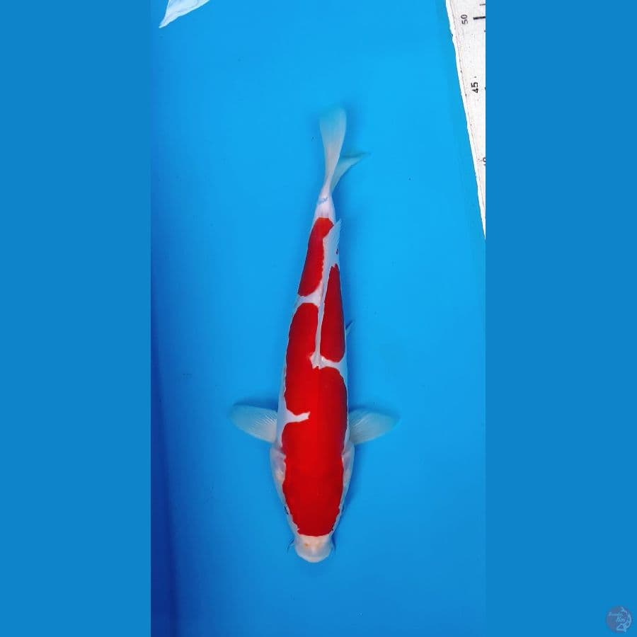 Kohaku Doitsu Inazuma 26 cm