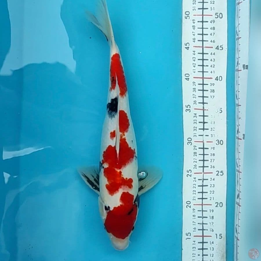 showa 37cm/m