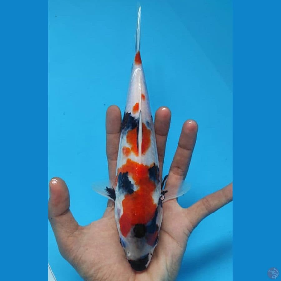KINDAI SHOWA 24 CM ORIGINAL