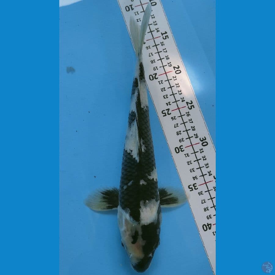 SHIRO UTSURI SQ 31 CM/JANTAN