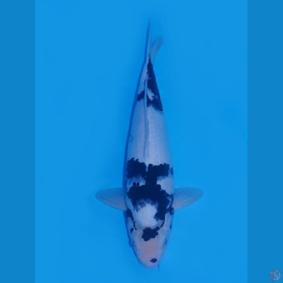 Shiro Jumbo Tosai