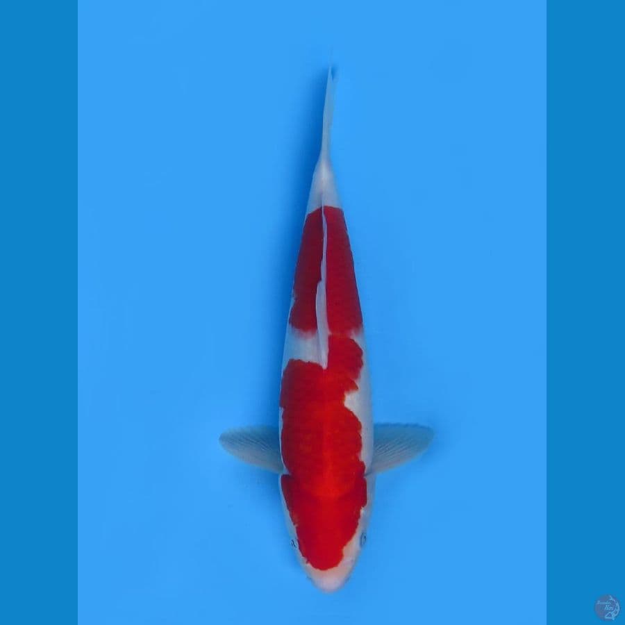  red  kohaku omoyo 