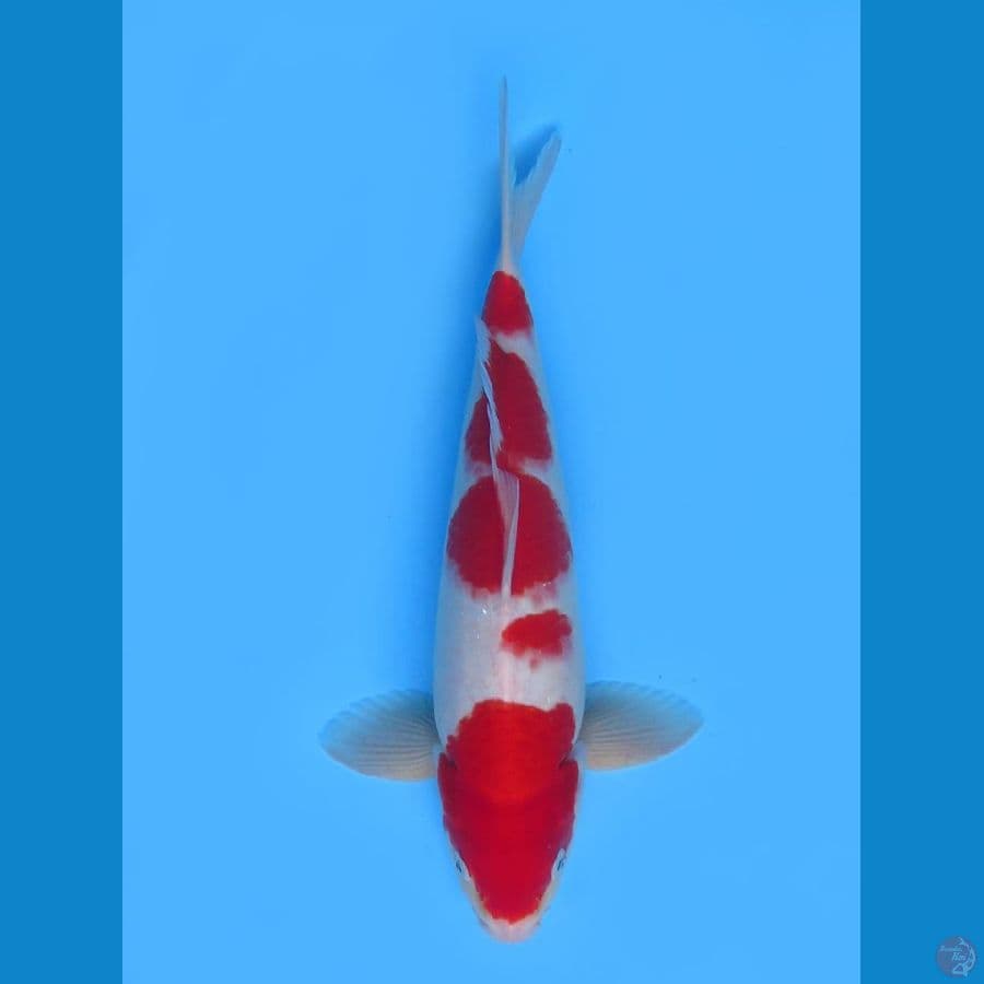Red kohaku