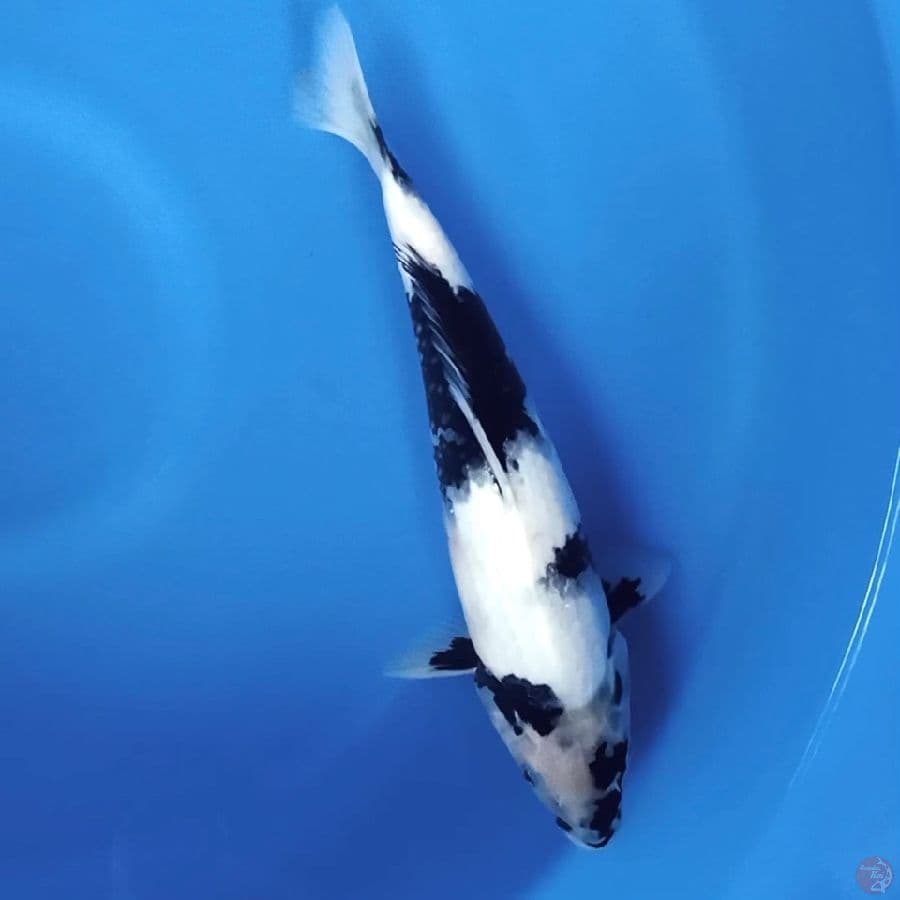HQ shiro Male 32cm