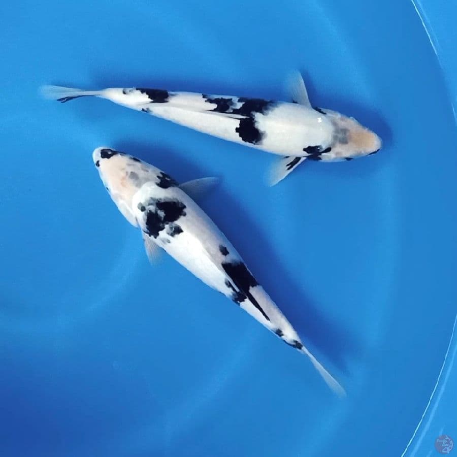 Duo Shiro Male 27cm