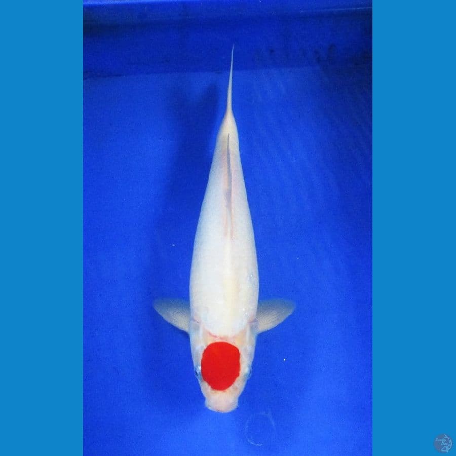 Tancho ±38cm