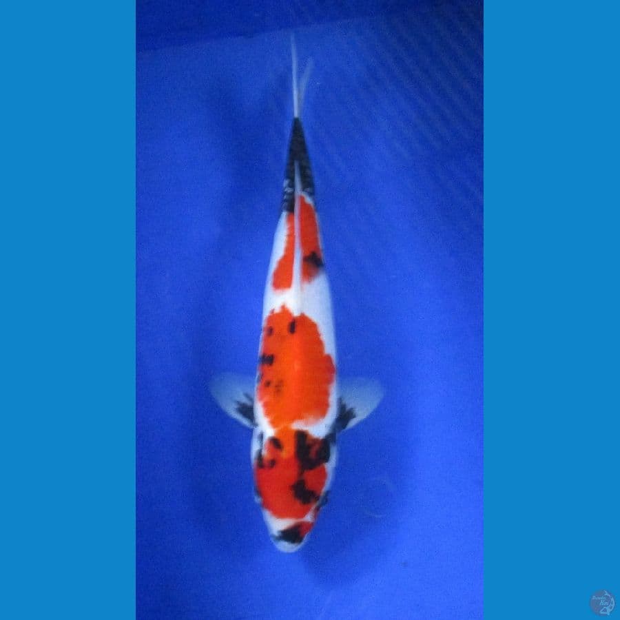 showa sansoku ±39cm